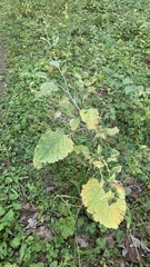 Arctium