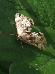 Cataclysta lemnata