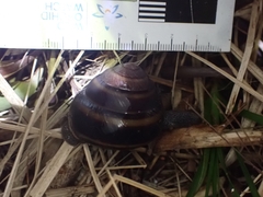 Thersites mitchellae