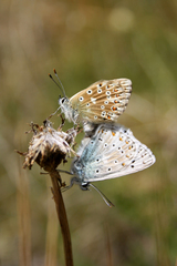 Polyommatus coridon