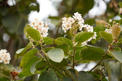 Dombeya