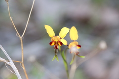Diuris corymbosa