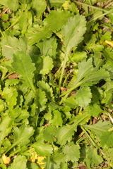 Leucanthemum vulgare
