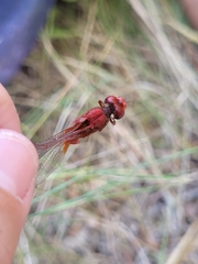 Crocothemis erythraea