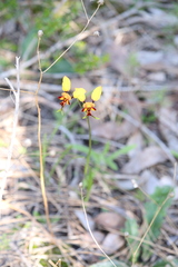 Diuris corymbosa