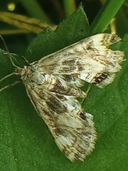 Cataclysta lemnata