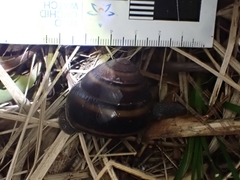 Thersites mitchellae