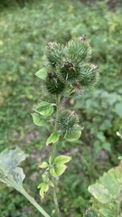 Arctium