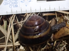 Thersites mitchellae