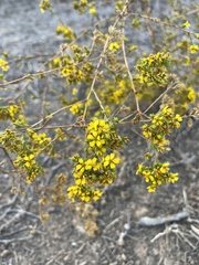 Deinandra fasciculata