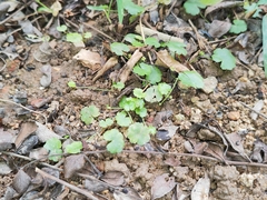 Hydrocotyle sibthorpioides