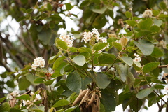 Dombeya