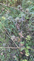 Eryngium planum