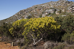 Leucadendron laureolum