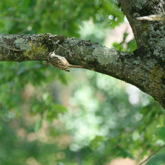 Certhia brachydactyla