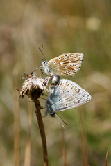 Polyommatus coridon