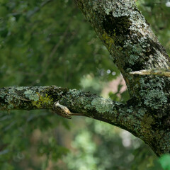 Certhia brachydactyla