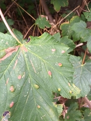 Aceria pseudoplatani