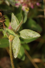 Erysiphe trifoliorum