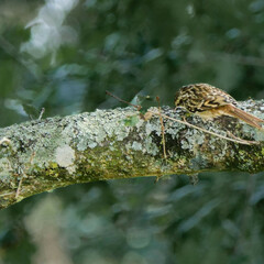 Certhia brachydactyla