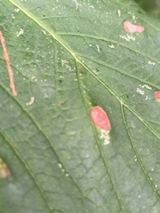 Aceria pseudoplatani