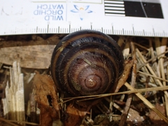 Thersites mitchellae