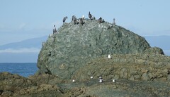 Phalacrocorax punctatus