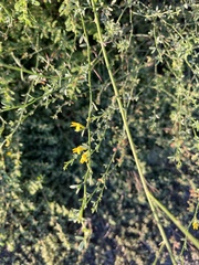 Acmispon glaber glaber