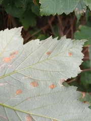 Aceria pseudoplatani