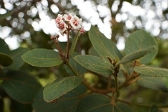 Dombeya