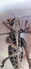 Decticus verrucivorus