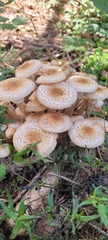 Armillaria borealis