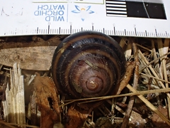 Thersites mitchellae