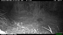 Tachyglossus aculeatus