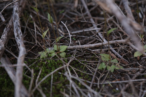 Image of Pterostylis erubescens by (c) Hugo Innes, some rights reserved (CC BY)