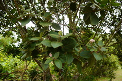 Dombeya