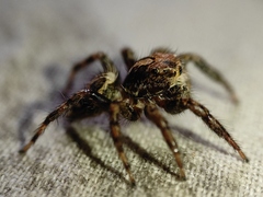 Plexippus paykulli