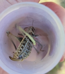 Decticus verrucivorus