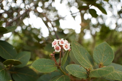 Dombeya