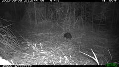 Tachyglossus aculeatus