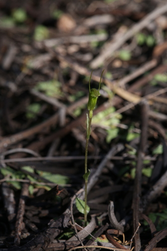 Image of Pterostylis erubescens by (c) Hugo Innes, some rights reserved (CC BY)