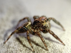 Plexippus paykulli