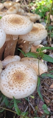 Armillaria borealis