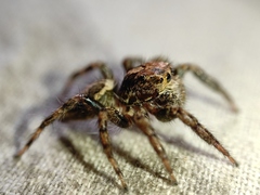 Plexippus paykulli