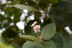 Dombeya