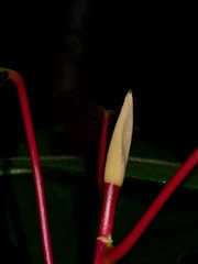Dipterocarpus
