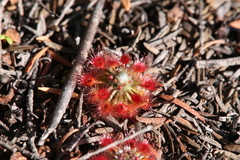 Drosera micrantha