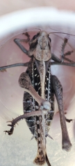 Decticus verrucivorus