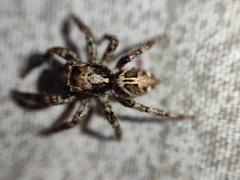 Plexippus paykulli