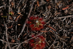 Drosera micrantha